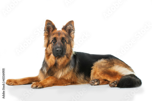 Stampa su tela German shepherd dog lying isolated on white background