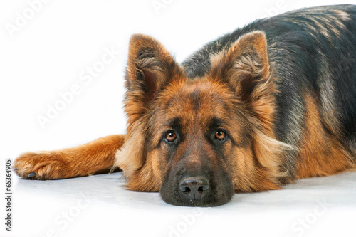 Portrait of german shepherd dog lying isolated on white #65364905