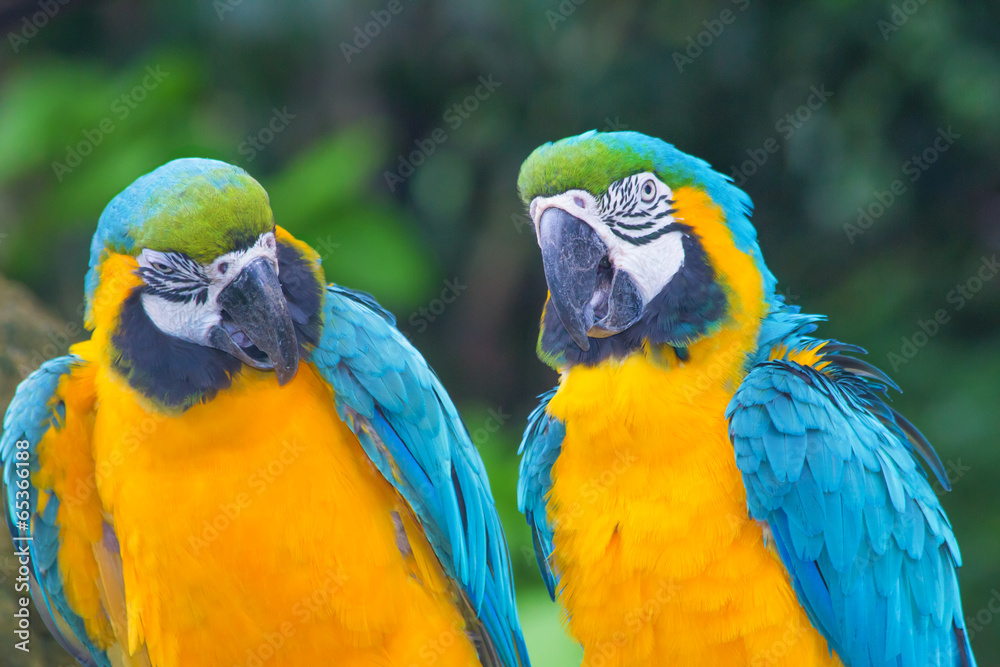 Macaw birds couple