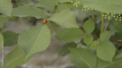 Lady birds on elder.