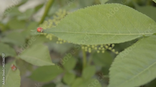 Lady birds on elder.