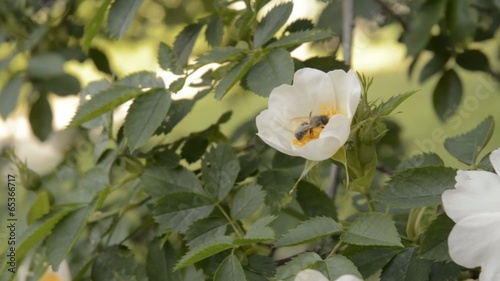 Bee and bumblebee on dog rose.