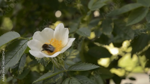 Bumblebee on dog rose.