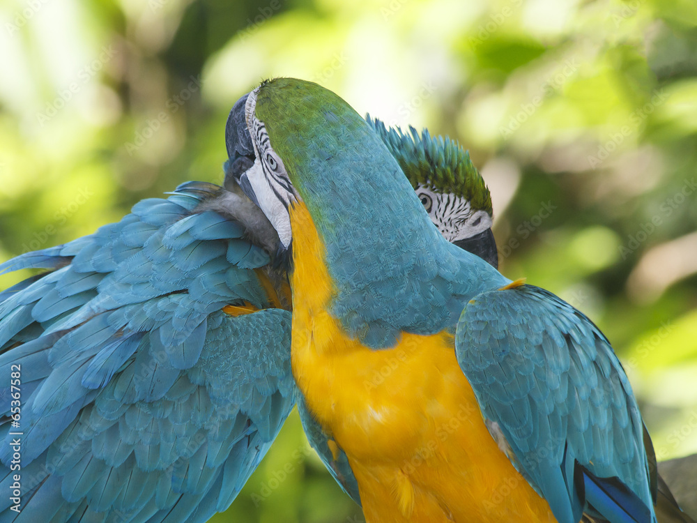 Obraz premium Macaw birds couple