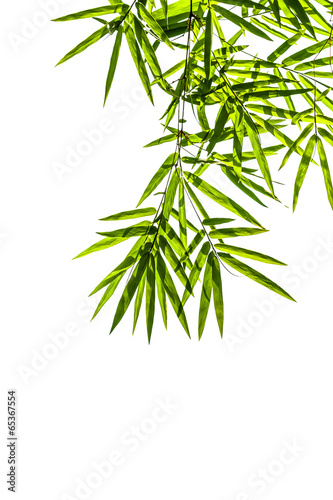 bamboo leaves isolated on white background, clipping path includ