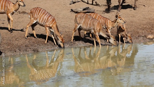 Female Nyala antelopes drinking water, Mkuze game reserve photo