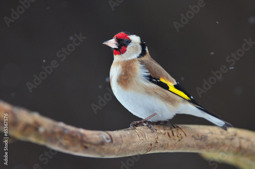 Canvastavla Goldfinch