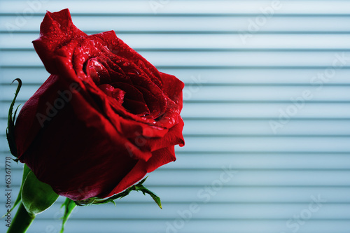 Red Rose