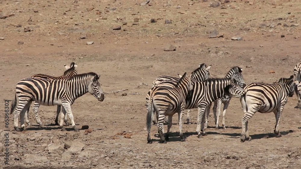Herd of plains zebras interacting, Pilanesberg National Park