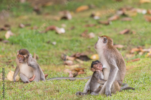 Monkeys baby