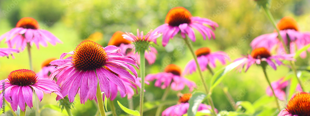 Naklejka premium Echinacea Blütenpracht