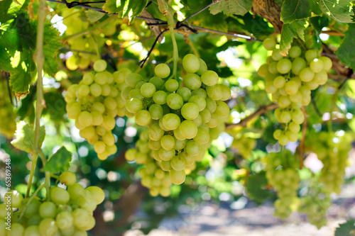 Green grapes over green background