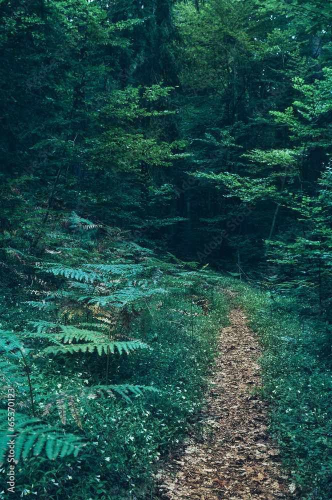 Fototapeta Path in the Dark Forest