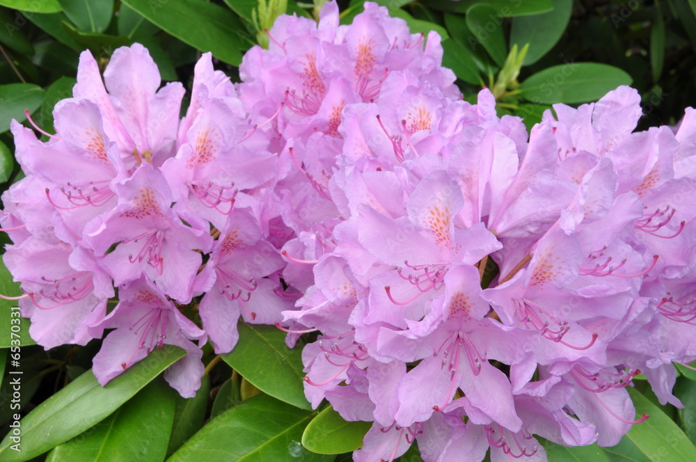 Fototapeta premium Violet rhododendron flowers in the garden