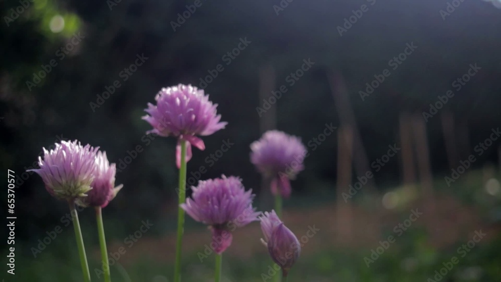 fleur ciboulette avec travelling latéral