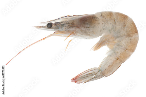 shimp isolated on white background photo
