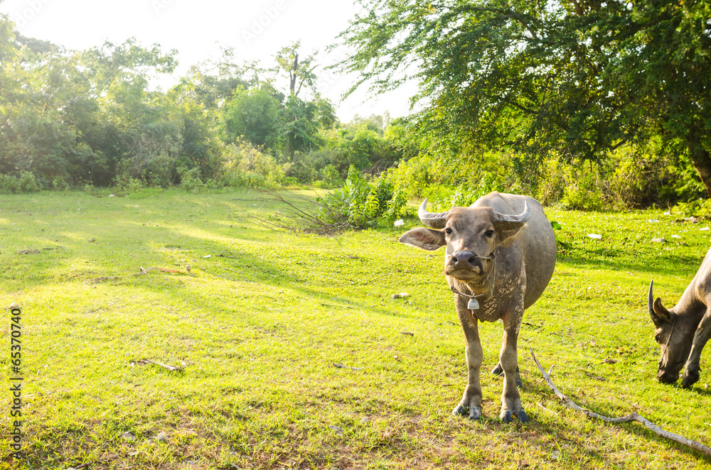 Fototapeta premium Thai buffalo