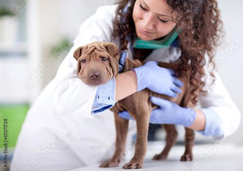 Fototapeta Naklejka Na Ścianę i Meble -  veterinarian hugging  Shar Pei dog