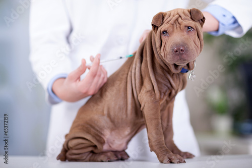 veterinary surgeon is giving the vaccine to the dog Shar-Pei