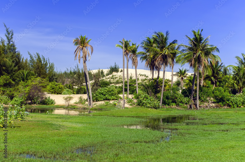 Palm Tree Landscape.