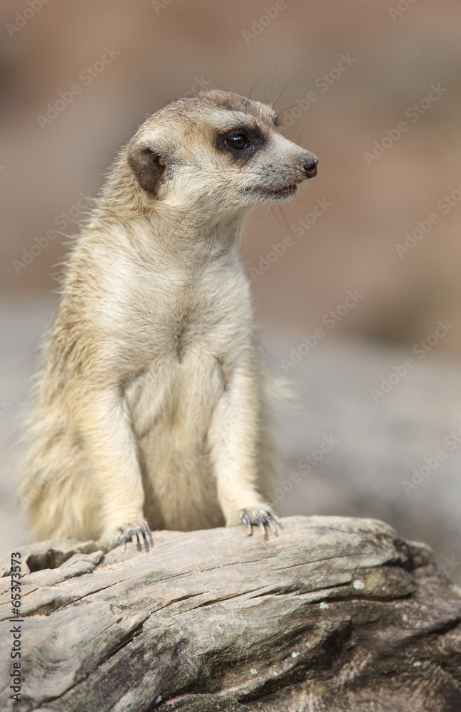 lonely meerkat sitting and lookout in nature lonely meerkat sitting and lookout in nature