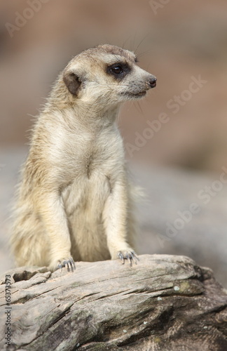 lonely meerkat sitting and lookout in nature © torsakarin