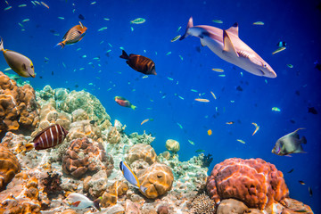 Tropical Coral Reef.