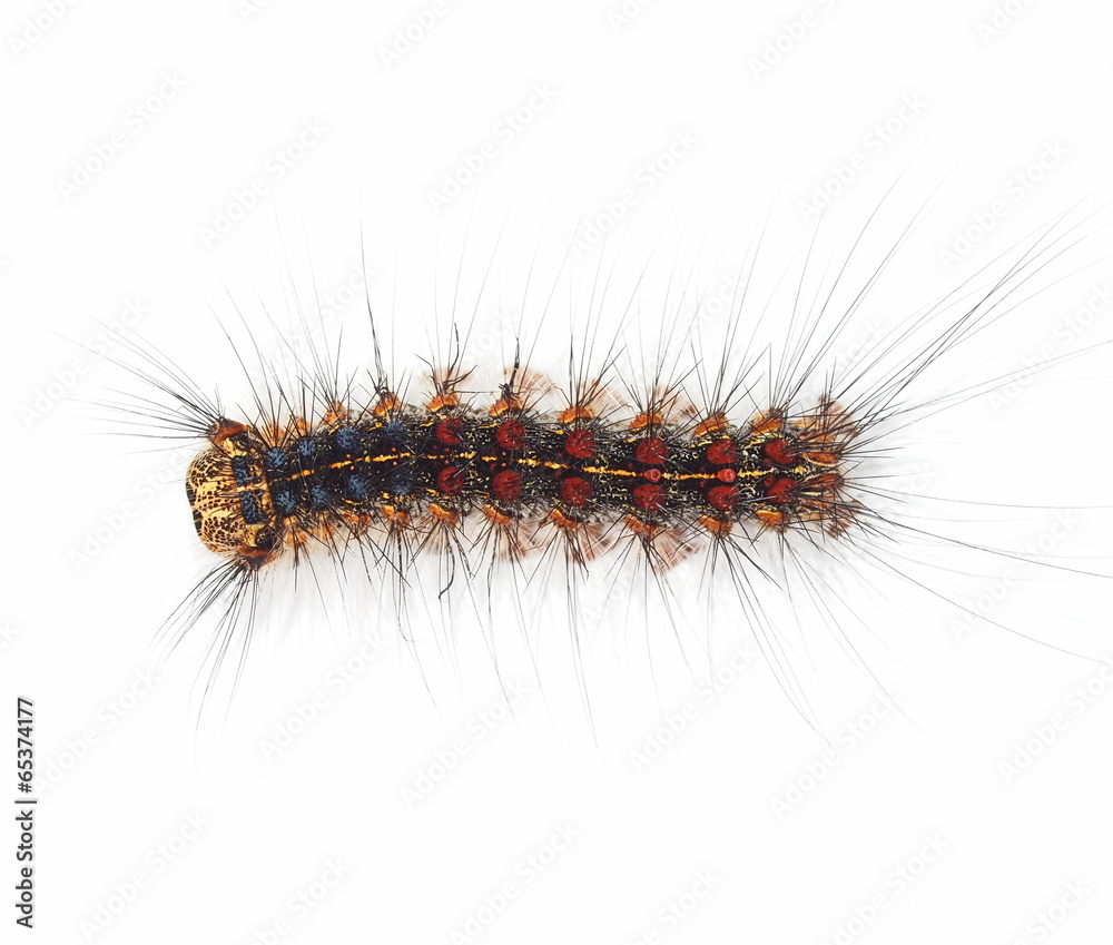 Gypsy moth caterpillar (Lymantria Dispar) isolated on white Gypsy moth caterpillar (Lymantria Dispar) isolated on white
