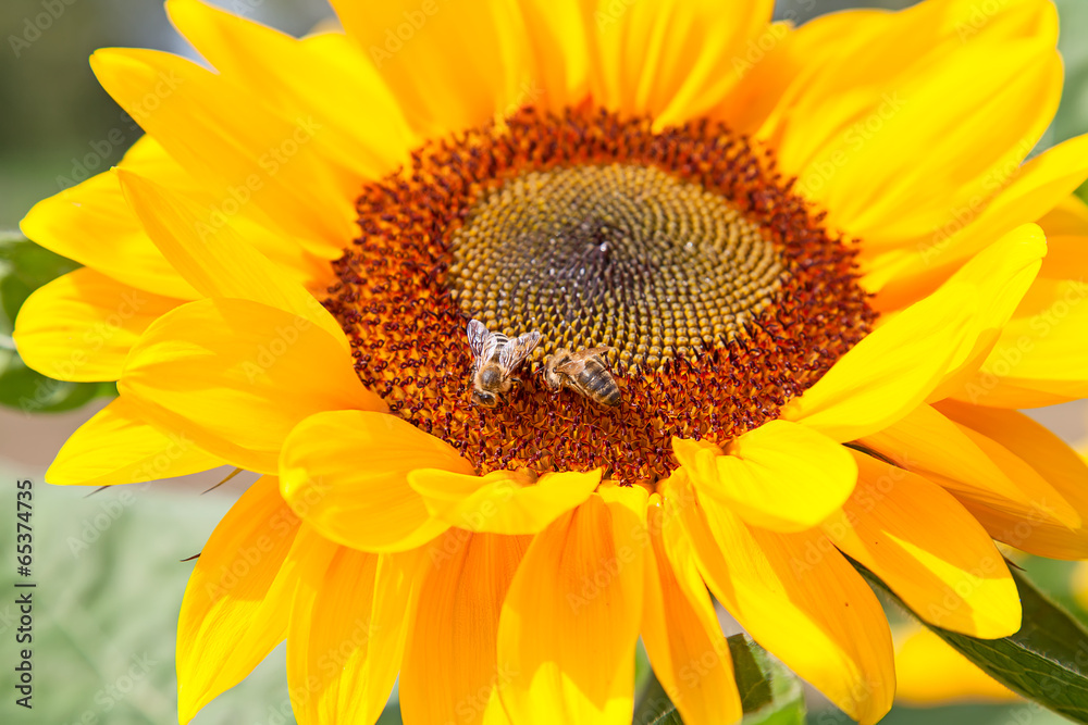 Sunflower Sunflower
