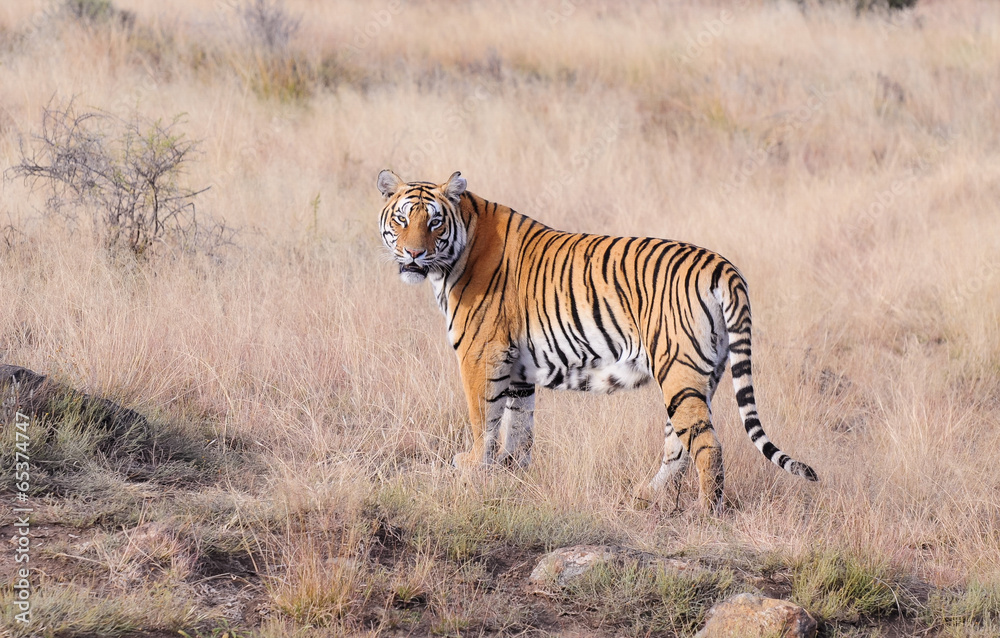 Fototapeta premium Portrait of a tiger