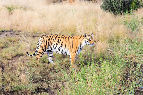 Bengal tiger on a patrol