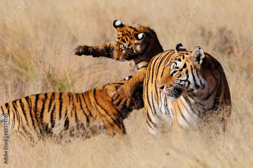 A tiger mother with her cubs