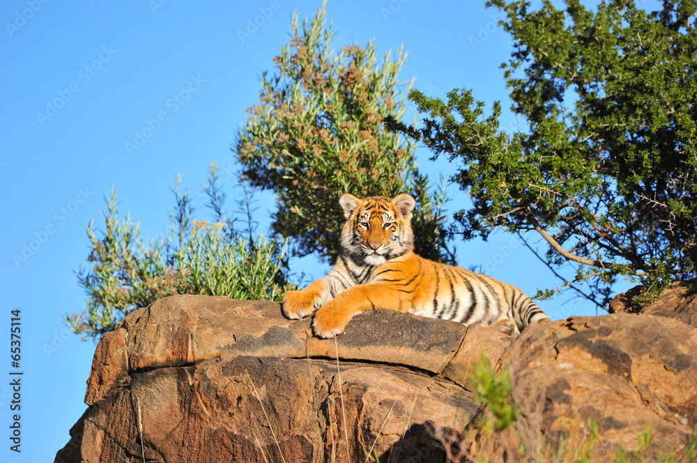 Fototapeta premium Portrait of a young tiger