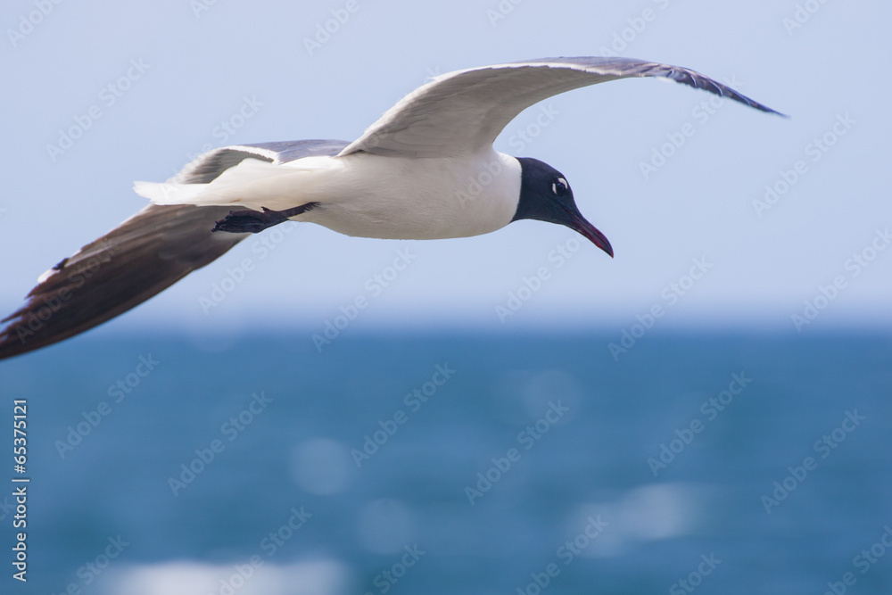 Fototapeta premium gaviota
