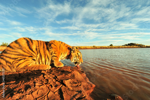 Shot of a young tiger having a drink