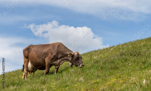 vache au pré © Olympixel