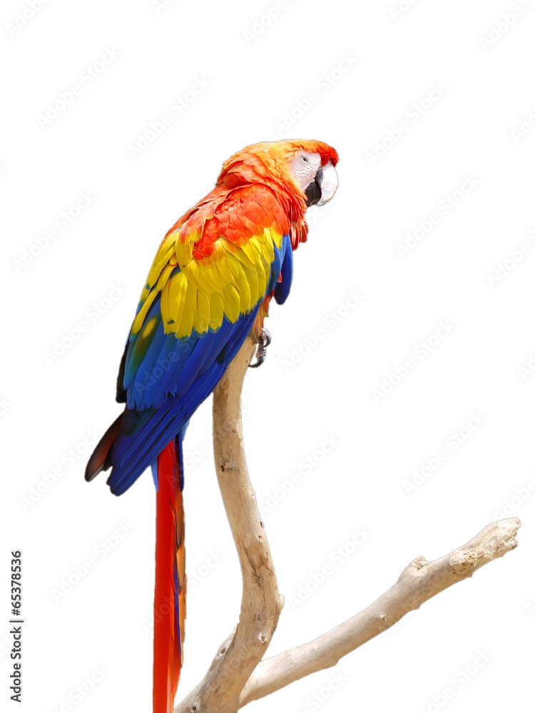 Fototapeta premium Colorful Parrot on a Tree Branch