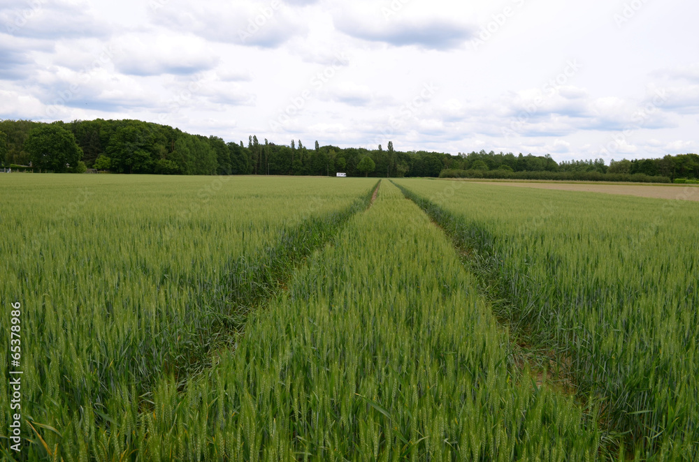 Tractor trail through wheat field