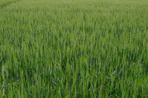 Wheat field © lembrechtsjonas