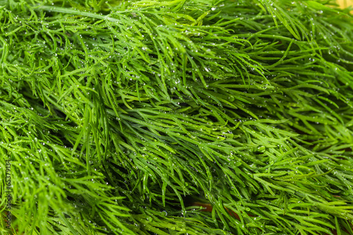 Green Leaves Of Fennel With Water Drops