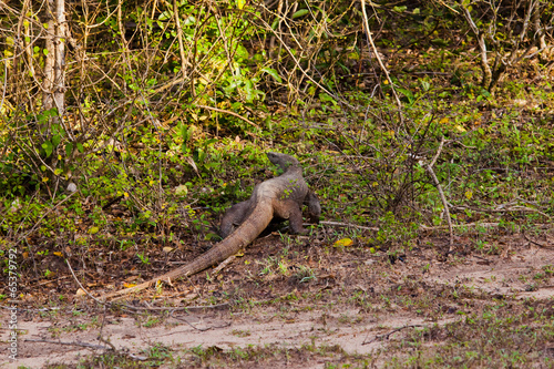 Varan in wild nature