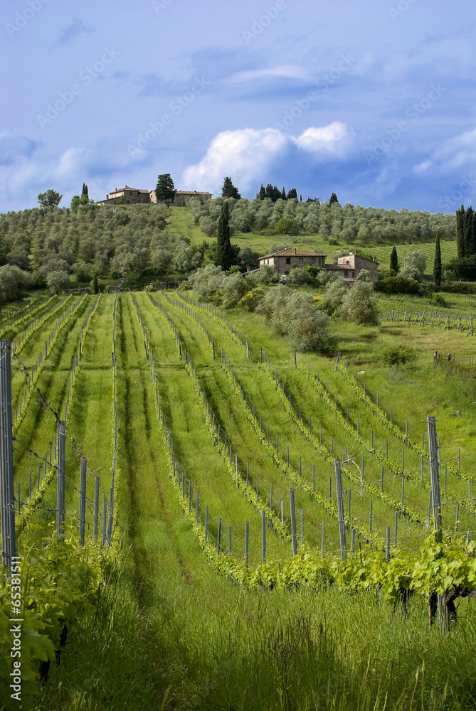Tuscan landscape with vineyards and olive grove