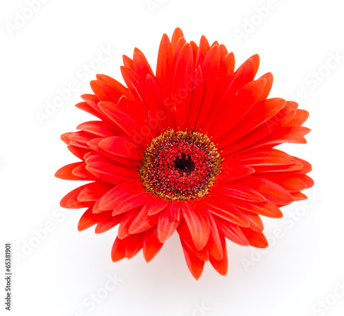 Gerbera