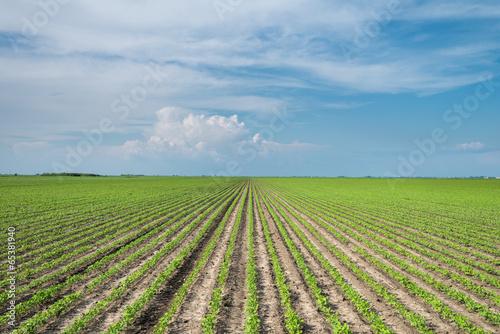 Soybean Field Rows