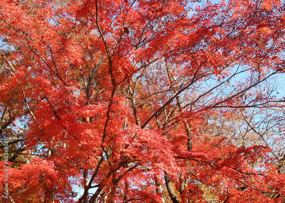 red maple tree red maple tree