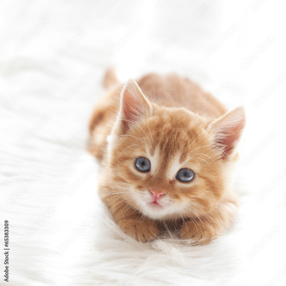 Red kitten