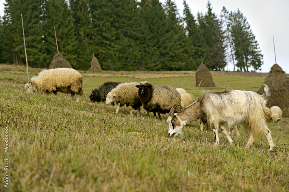 Obraz premium sheep