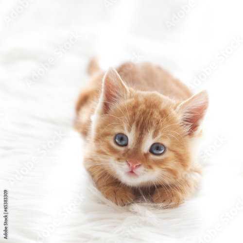 Red kitten