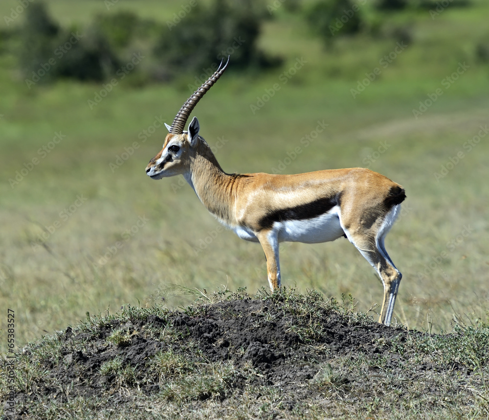 Grant's gazelle Grant's gazelle