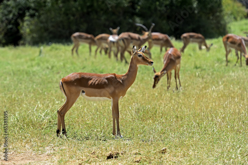 Fototapeta Naklejka Na Ścianę i Meble -  Impala gazelle